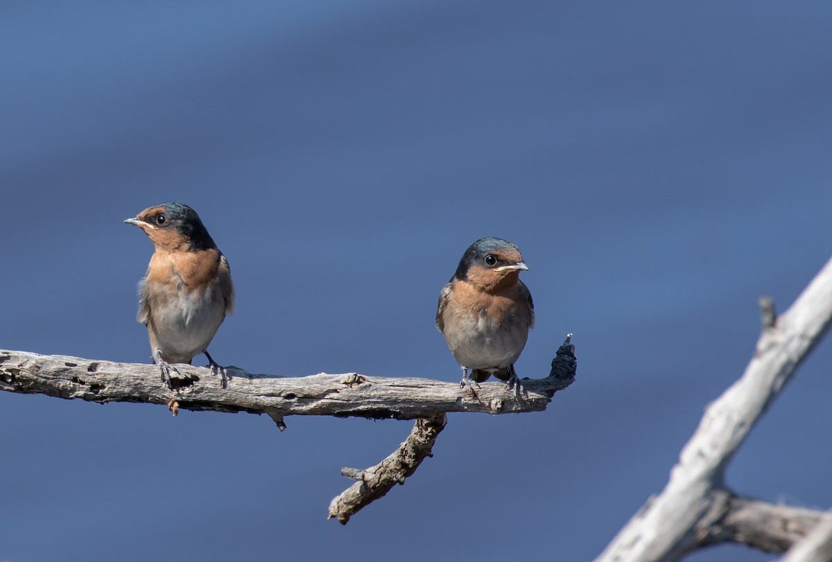 Welcome Swallow - ML286525461