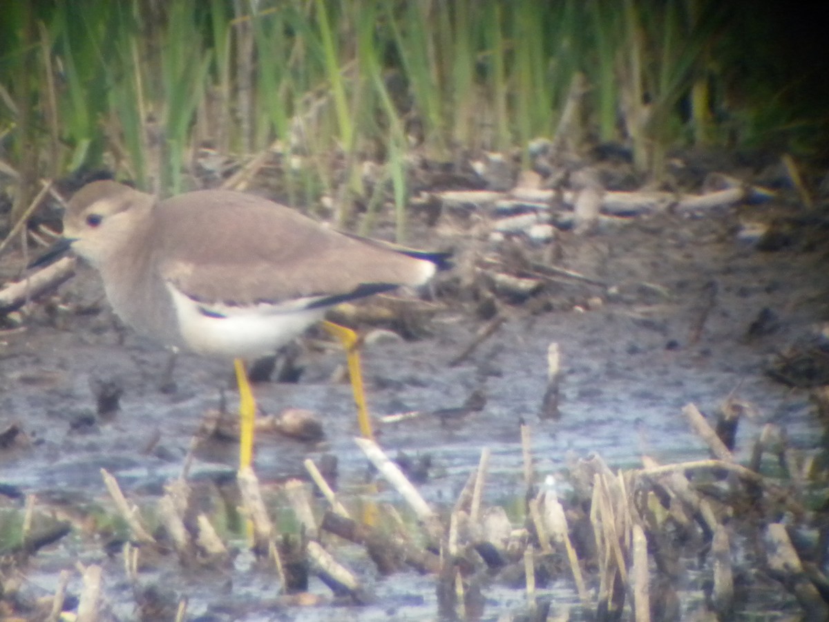 White-tailed Lapwing - ML286526391