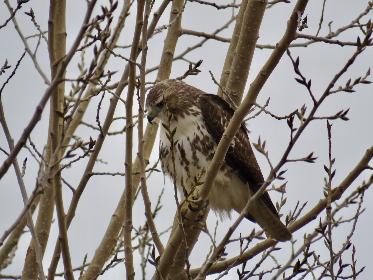 Red-tailed Hawk - ML286527771
