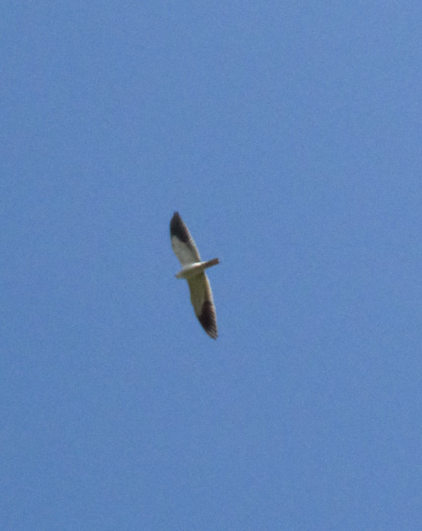 Black-winged Kite - ML286529501