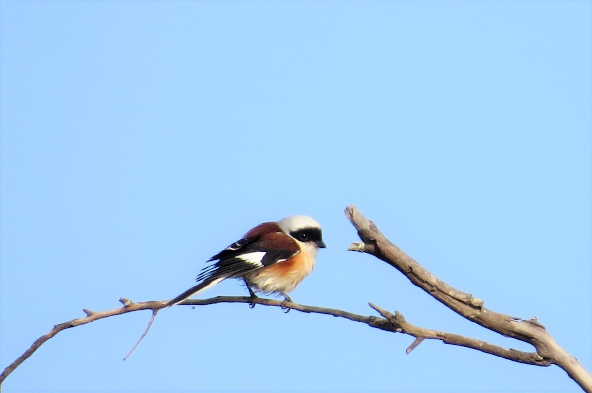 Bay-backed Shrike - ML286529661