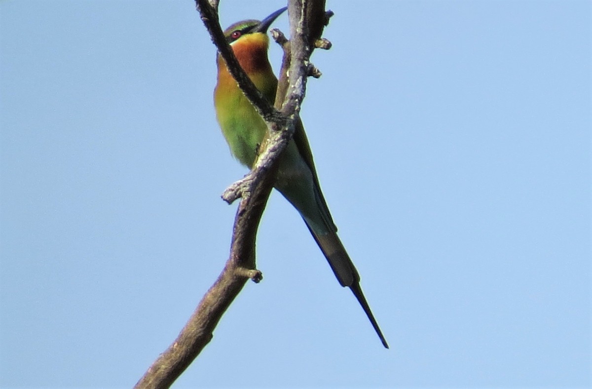 Blue-tailed Bee-eater - ML286529671