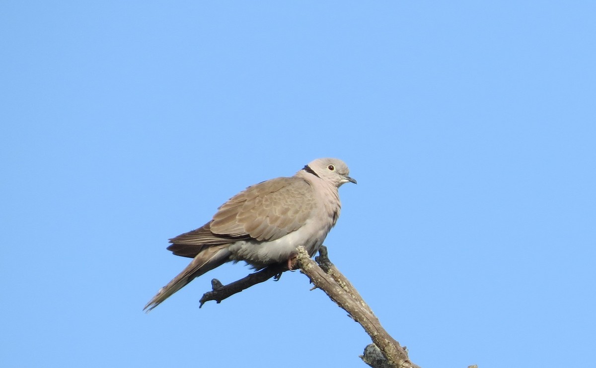Eurasian Collared-Dove - ML286529751