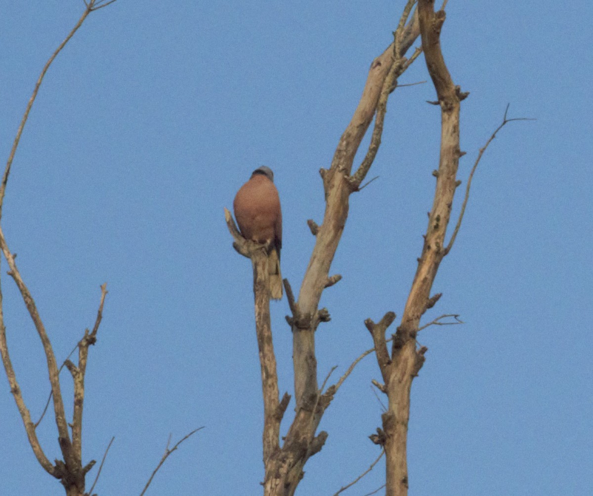 Red Collared-Dove - ML286529761