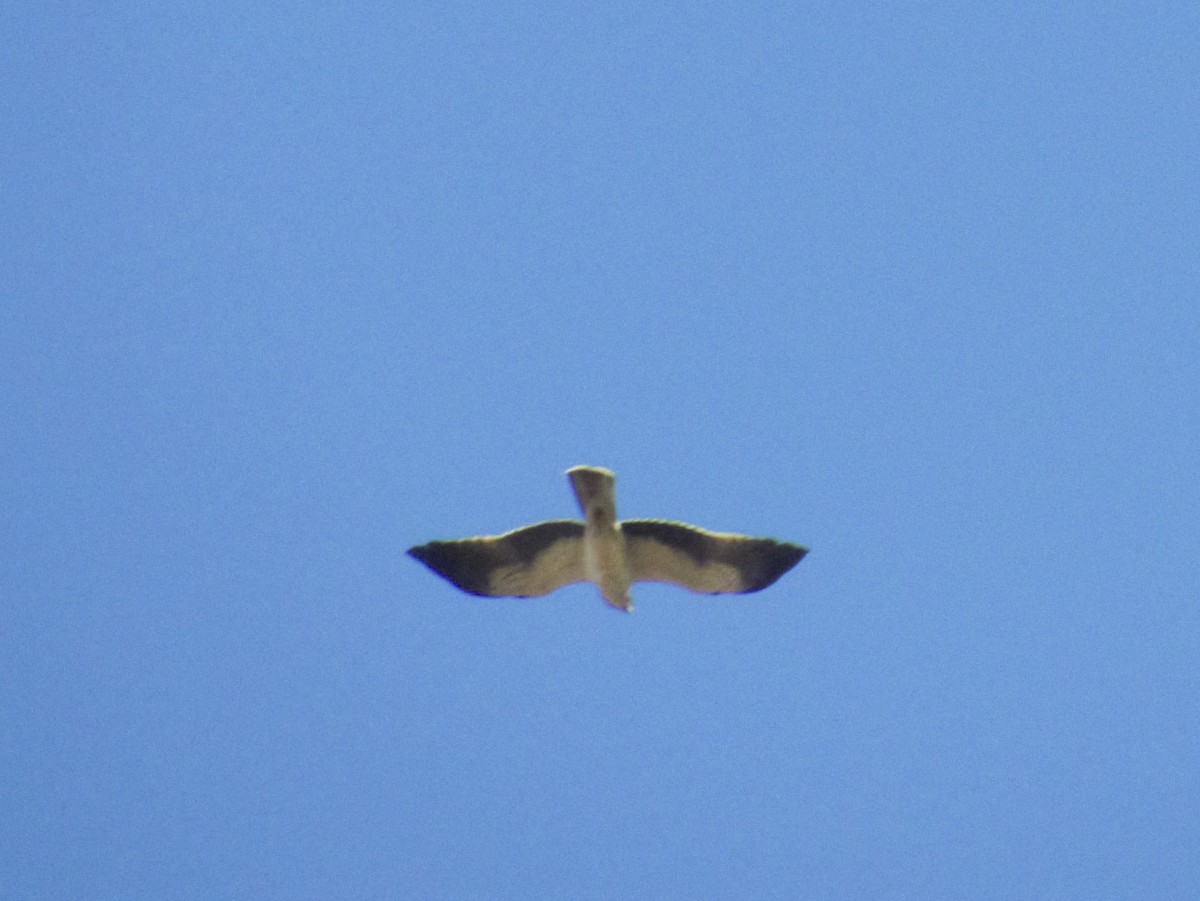 Booted Eagle - ML286530421