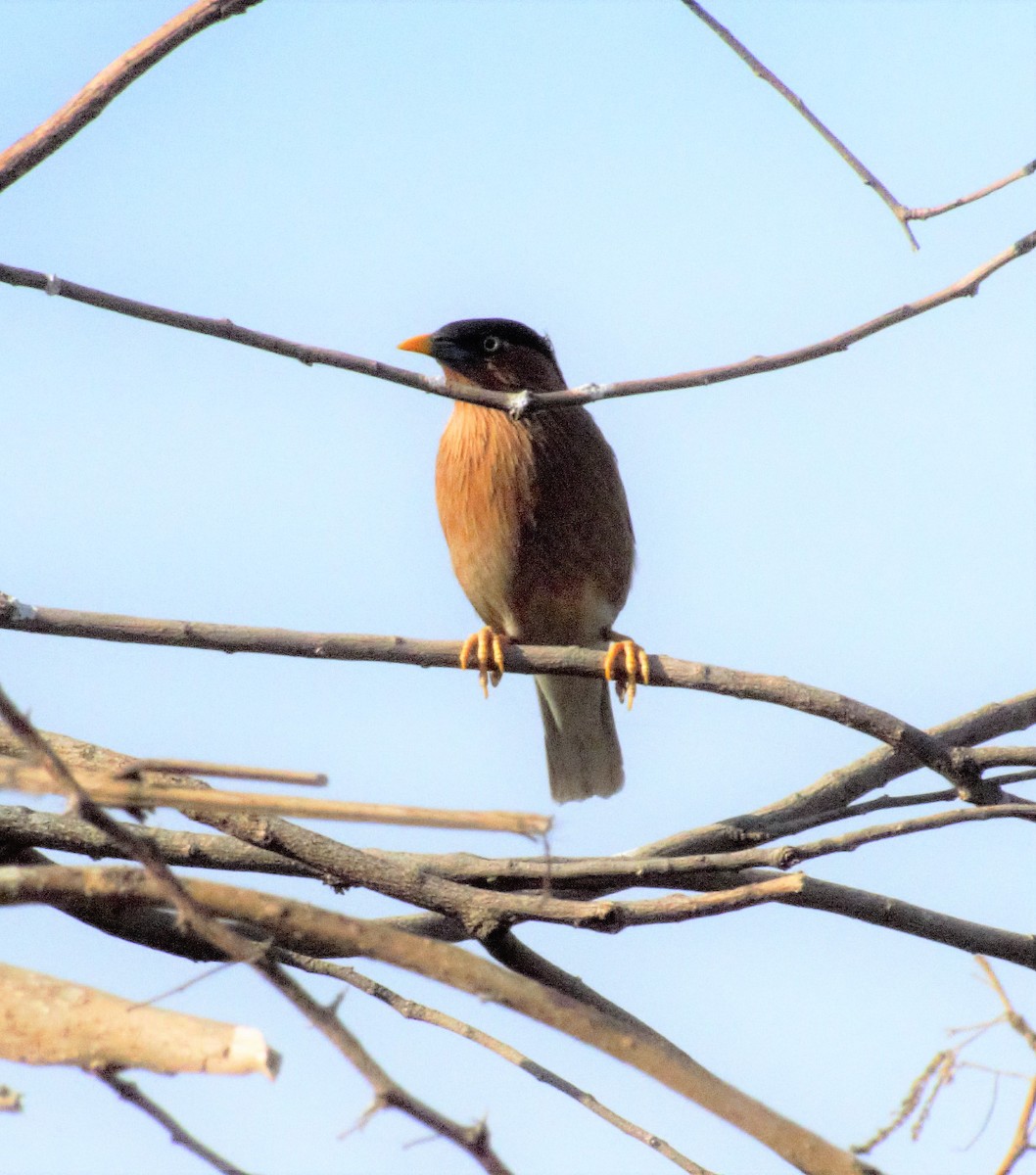 Brahminy Starling - Shivaprakash Adavanne