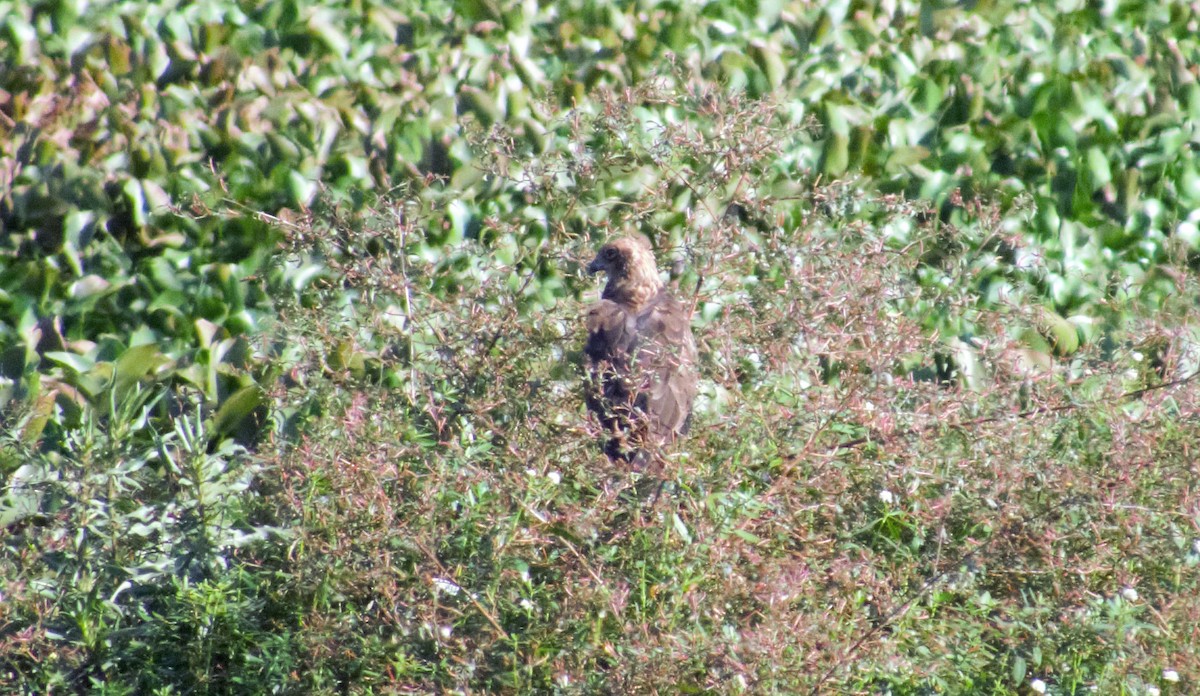 Western Marsh Harrier - Shivaprakash Adavanne