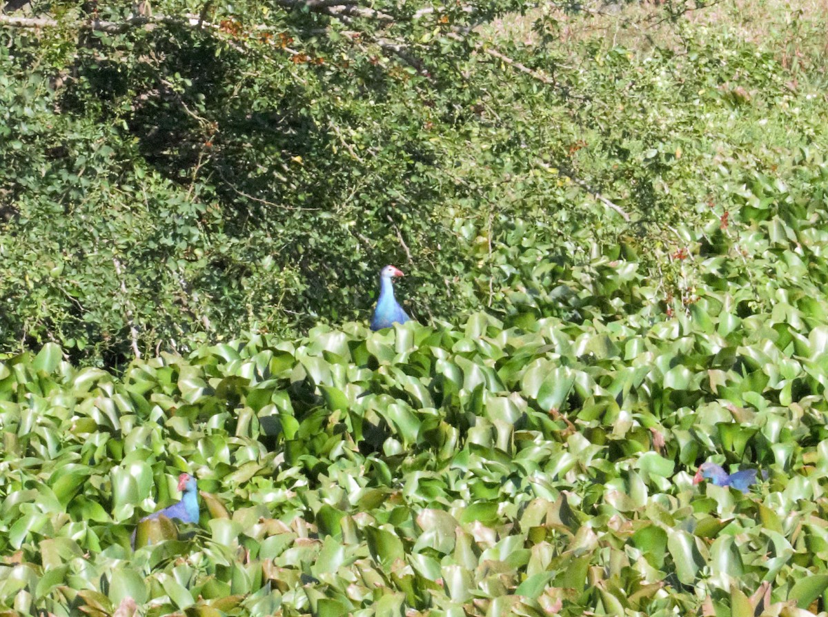 Gray-headed Swamphen - ML286530741