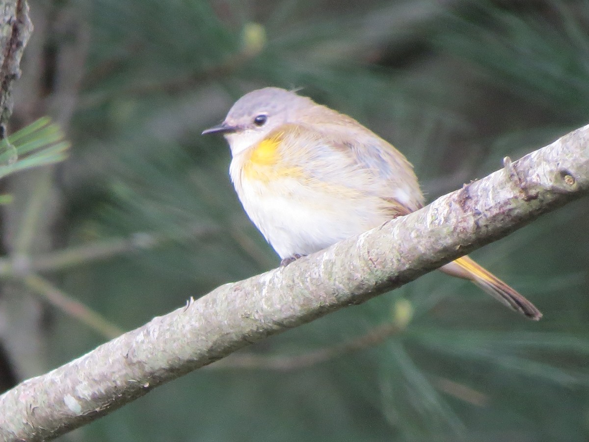 American Redstart - ML28653111