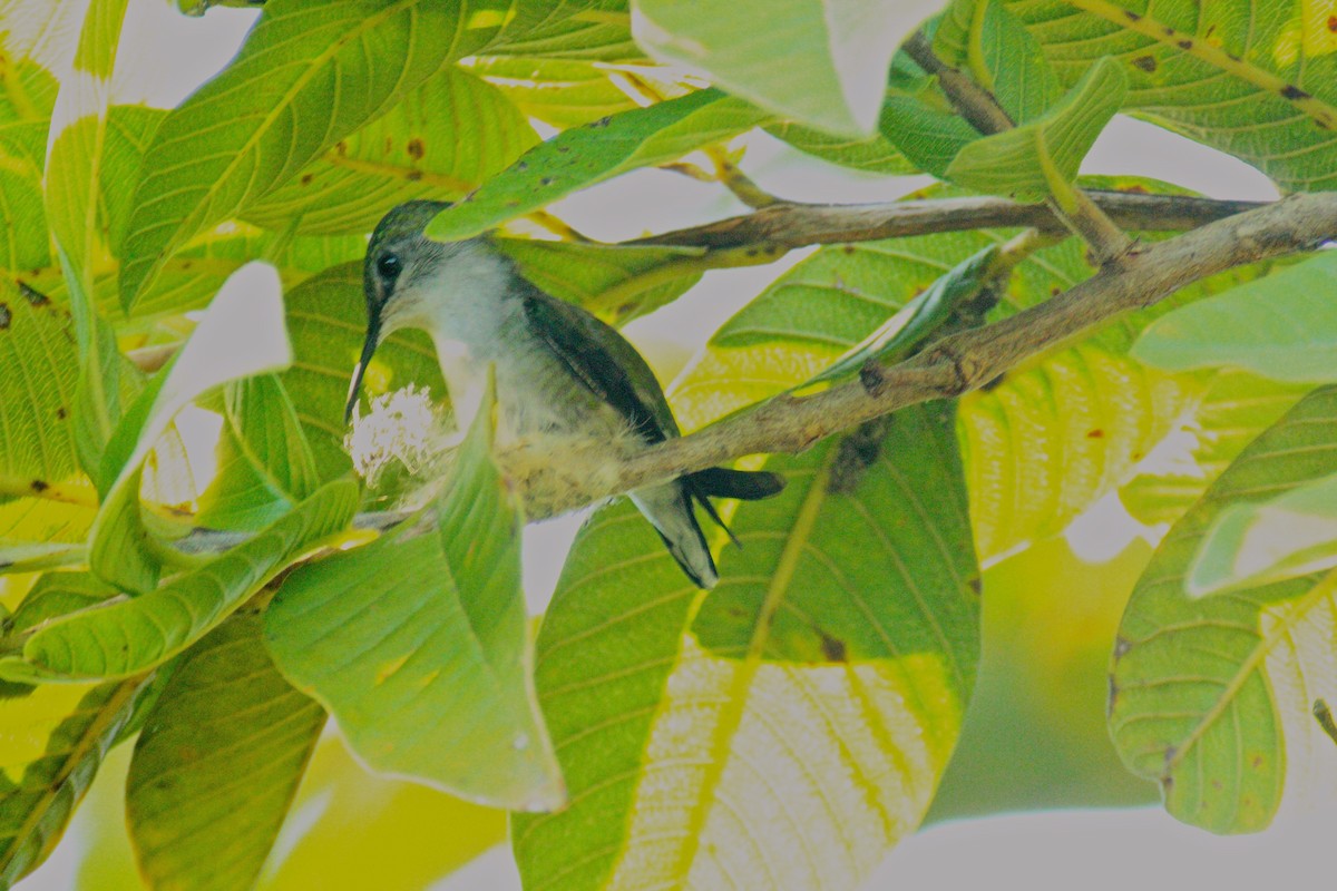 Vervain Hummingbird - ML286531281