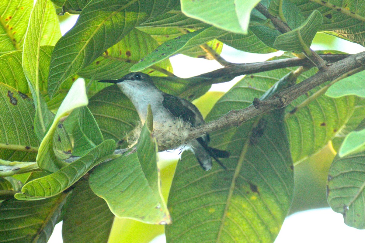 Vervain Hummingbird - ML286531341