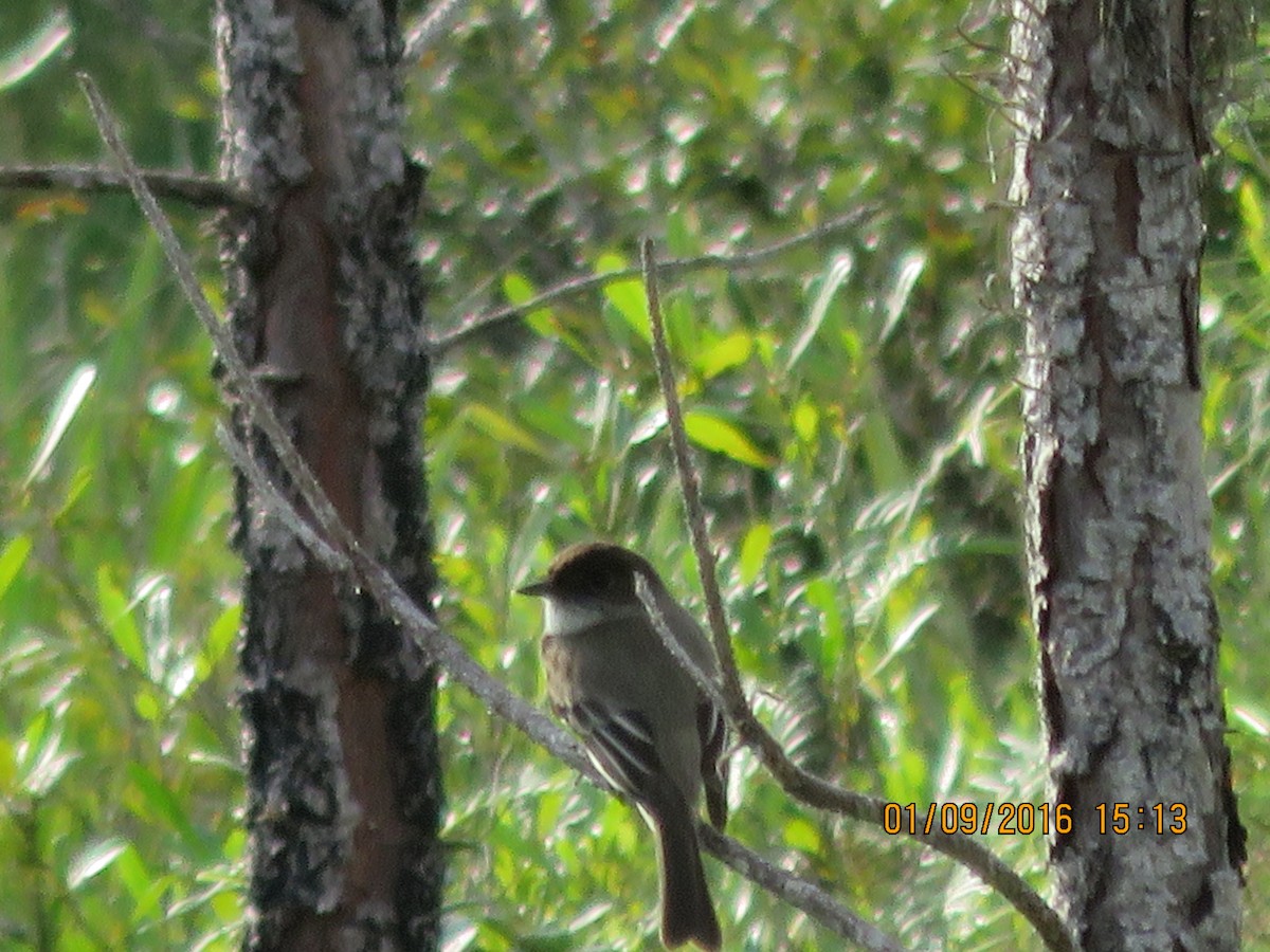 Eastern Phoebe - ML28653171