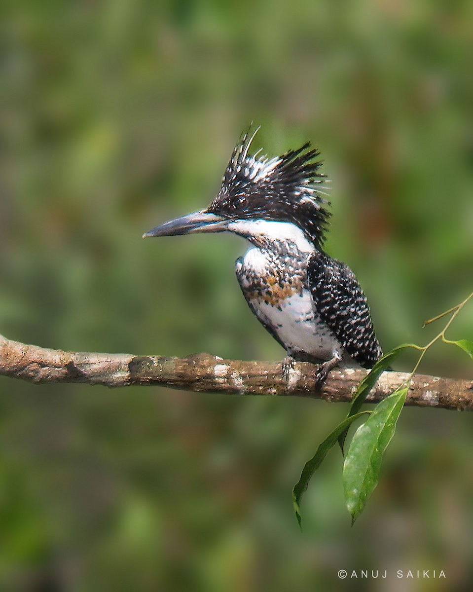 Crested Kingfisher - ML286533911