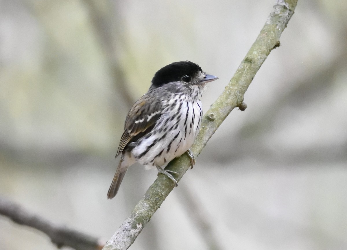 African Broadbill - ML286534921