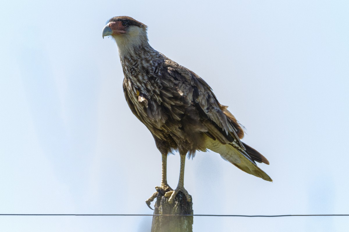Crested Caracara (Southern) - ML286535361