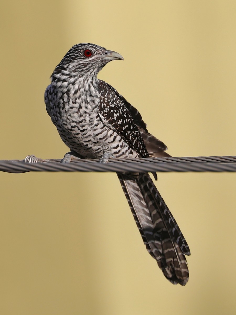 Asian Koel - ML286535401