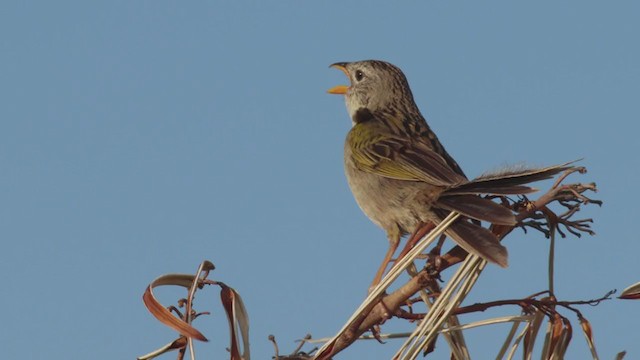 Wedge-tailed Grass-Finch - ML286535461