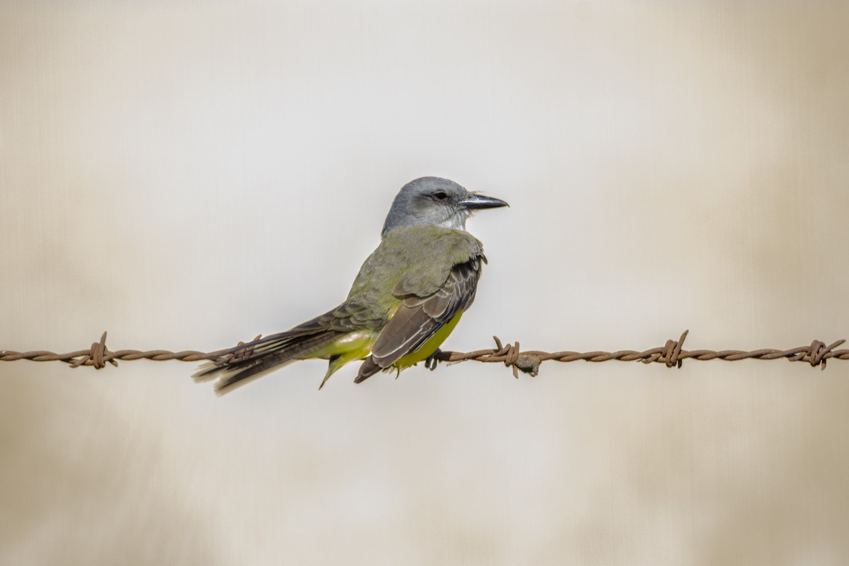 Tropical Kingbird - ML286535531