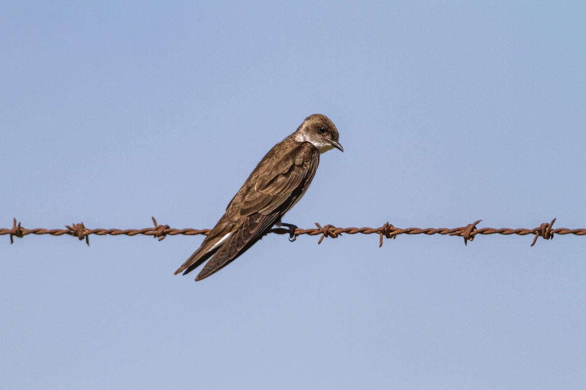 Brown-chested Martin - ML286535611