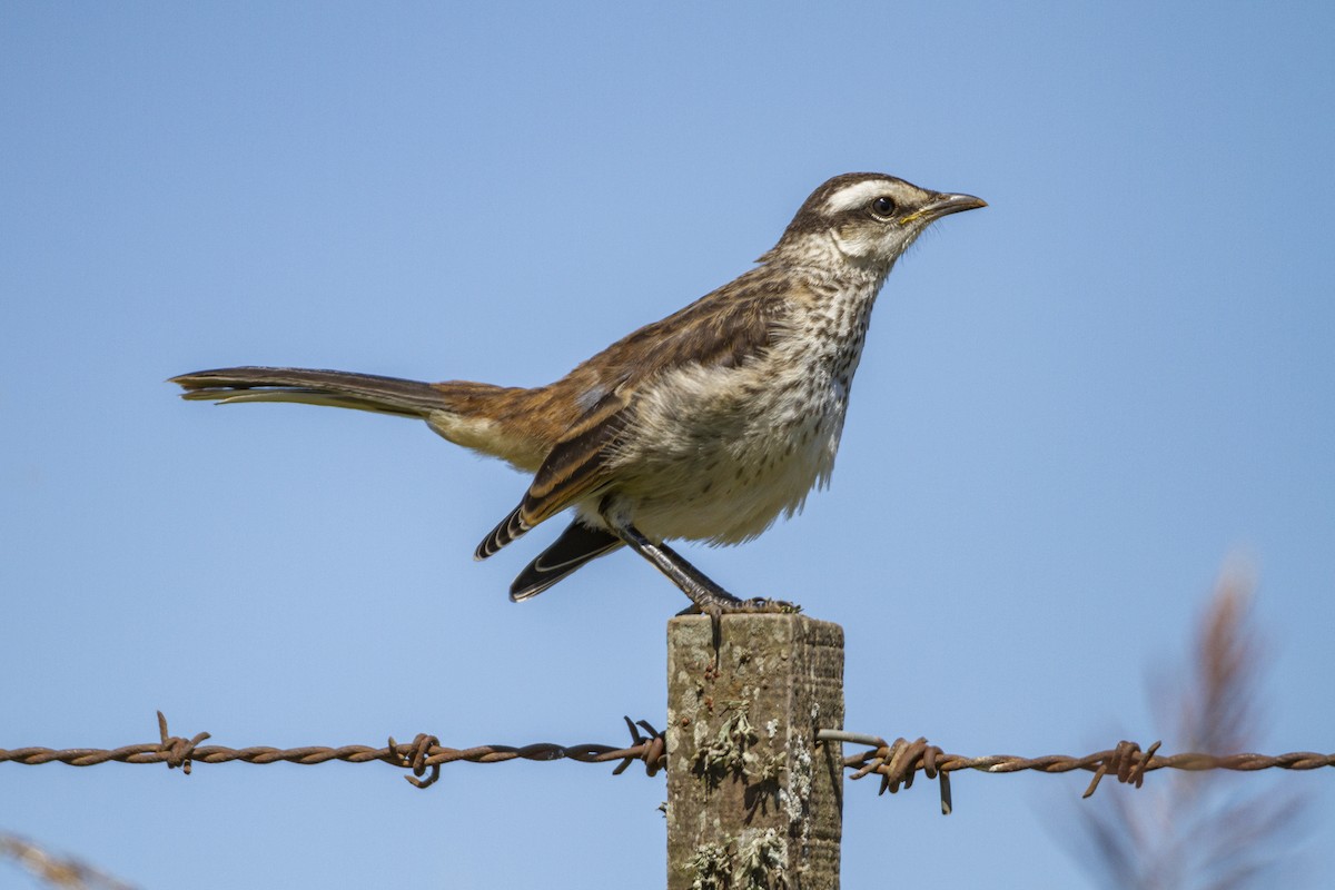 Chalk-browed Mockingbird - ML286535711