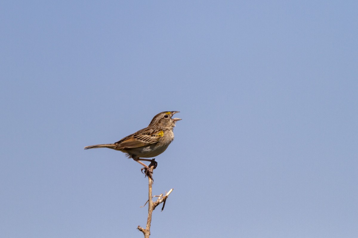 Grassland Sparrow - ML286535781