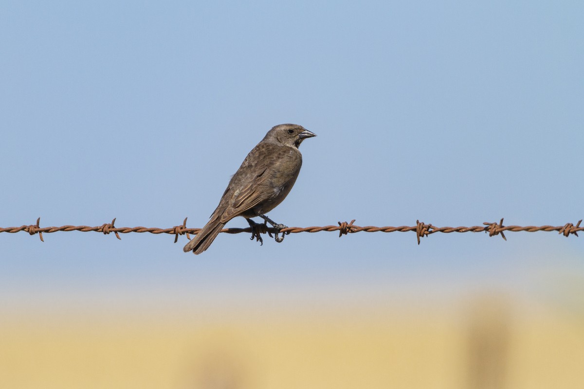 Shiny Cowbird - ML286535821