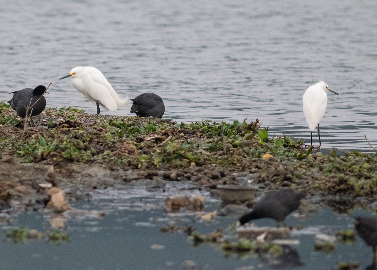 Snowy Egret - ML286535861