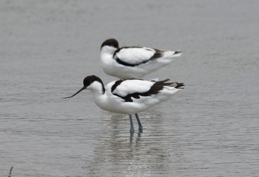 Avocette élégante - ML286535881