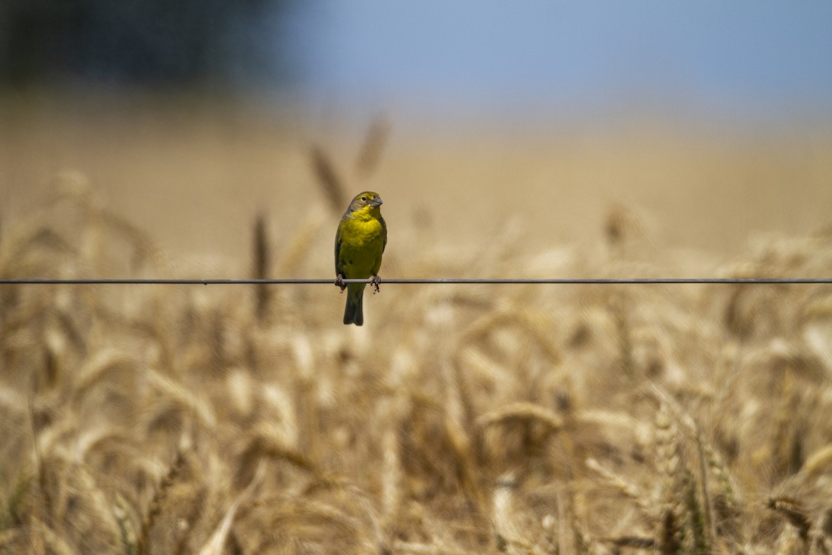 Saffron Finch - ML286535891