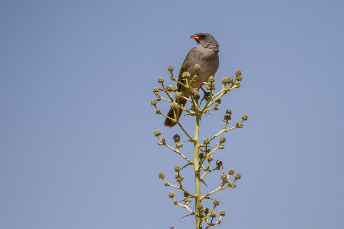 Great Pampa-Finch - ML286535911