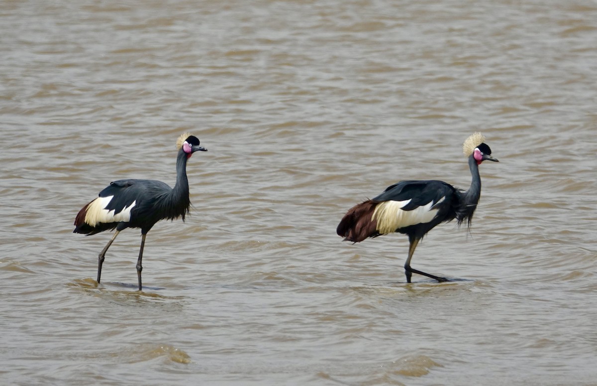 Black Crowned-Crane - Howie Nielsen