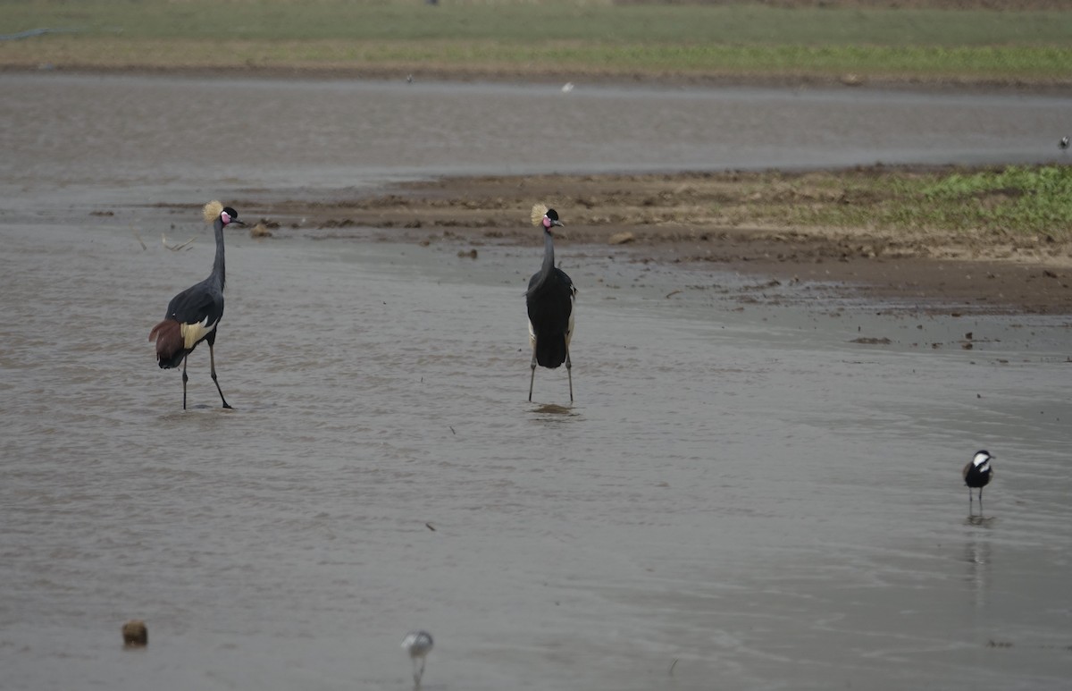 Black Crowned-Crane - Howie Nielsen