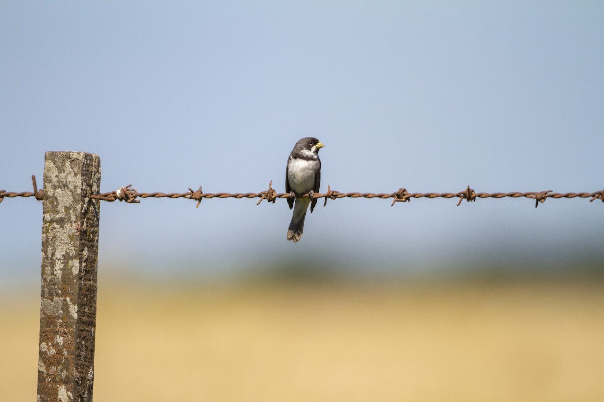 Double-collared Seedeater - ML286536001