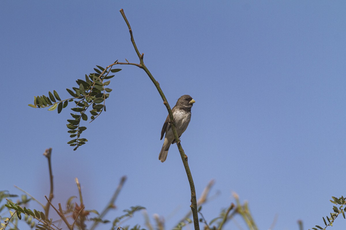 Double-collared Seedeater - ML286536021