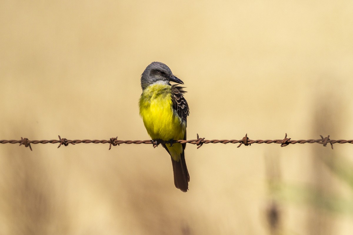 Tropical Kingbird - ML286536231