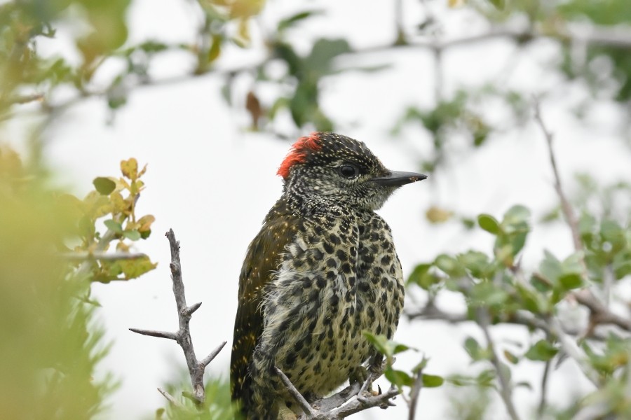 Knysna Woodpecker - ML286536481