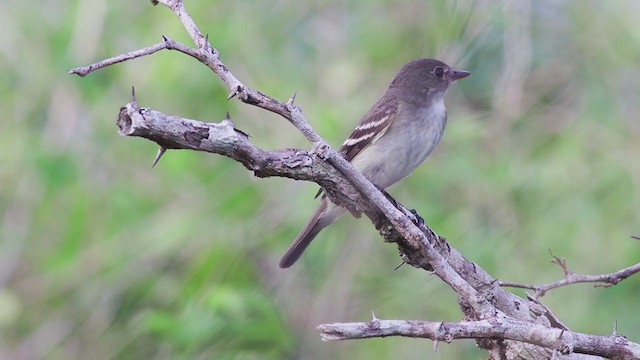 Alder Flycatcher - ML286536661