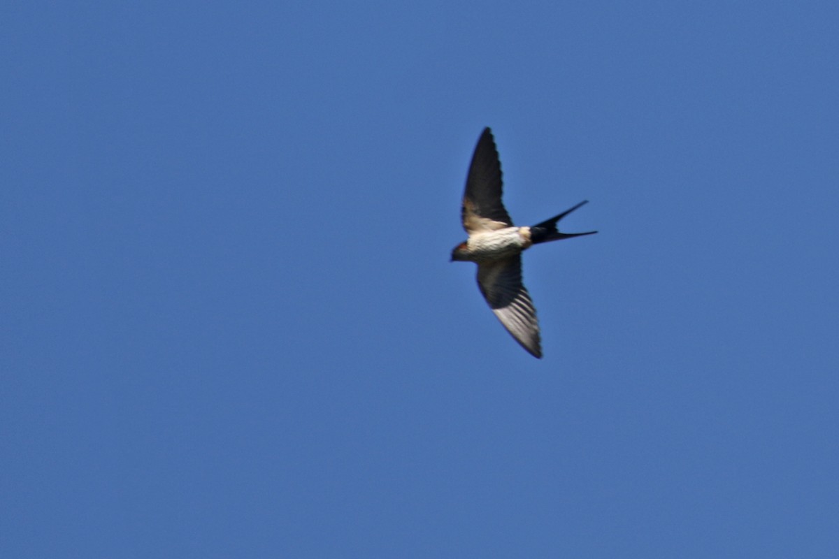 Eastern Red-rumped Swallow (Striated) - ML286537251