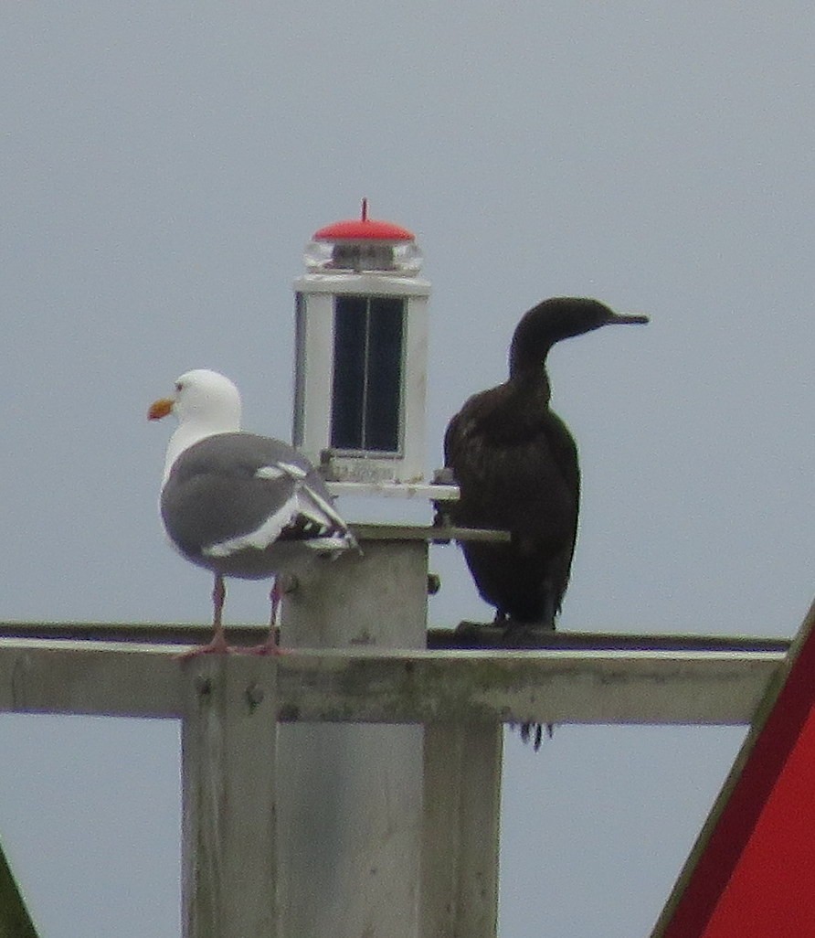 Pelagic Cormorant - ML28653791