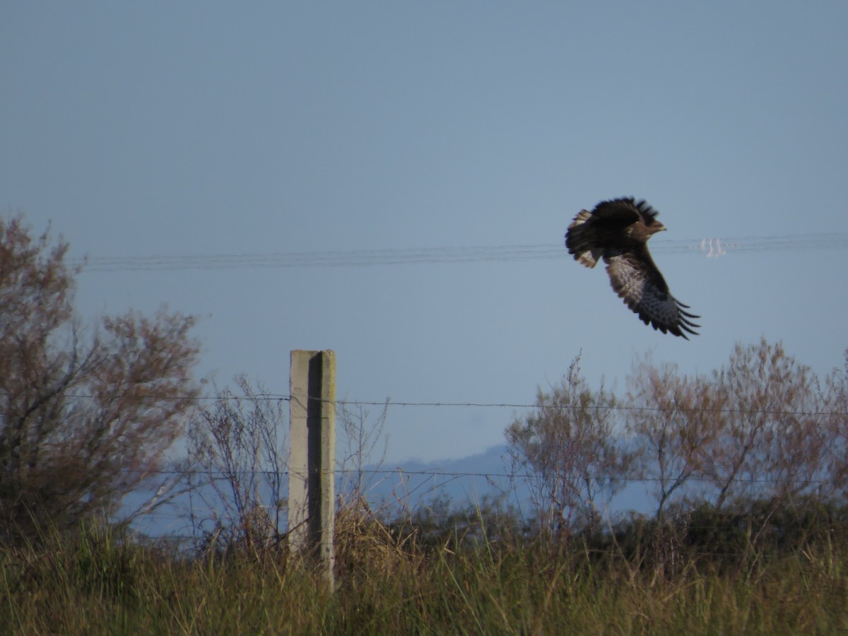 Common Buzzard - Sergio Mayordomo