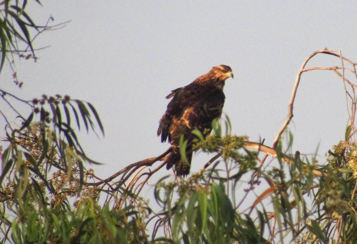 Oriental Honey-buzzard - ML286538471