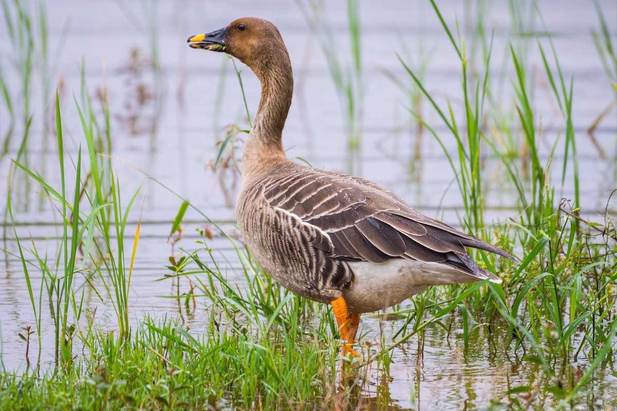 Taiga Bean-Goose - ML286539211