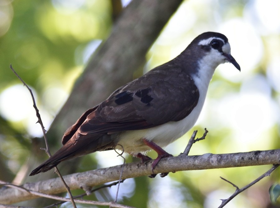 Tambourine Dove - Clayton Burne