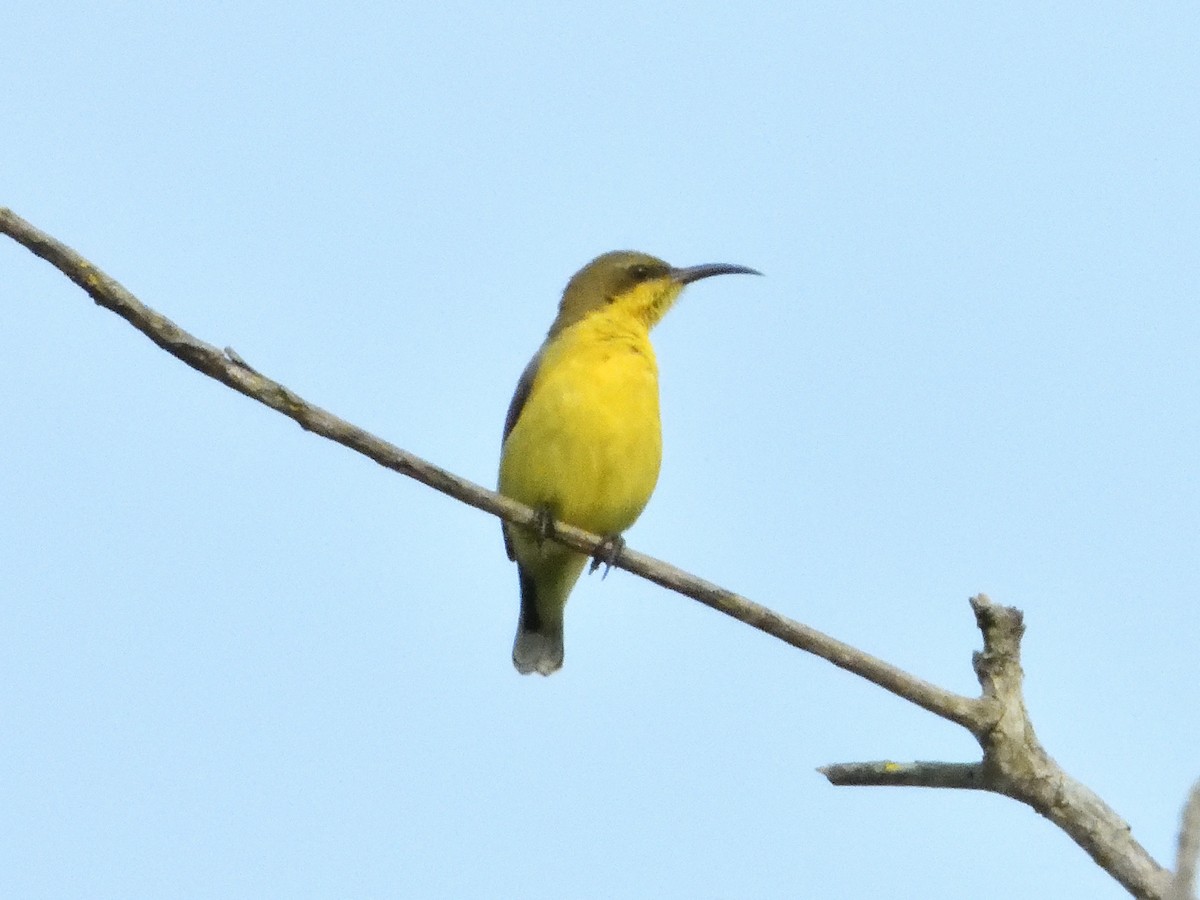 Purple Sunbird - ML286541031