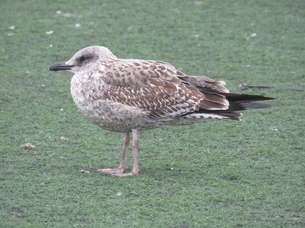 Lesser Black-backed Gull - ML286541471