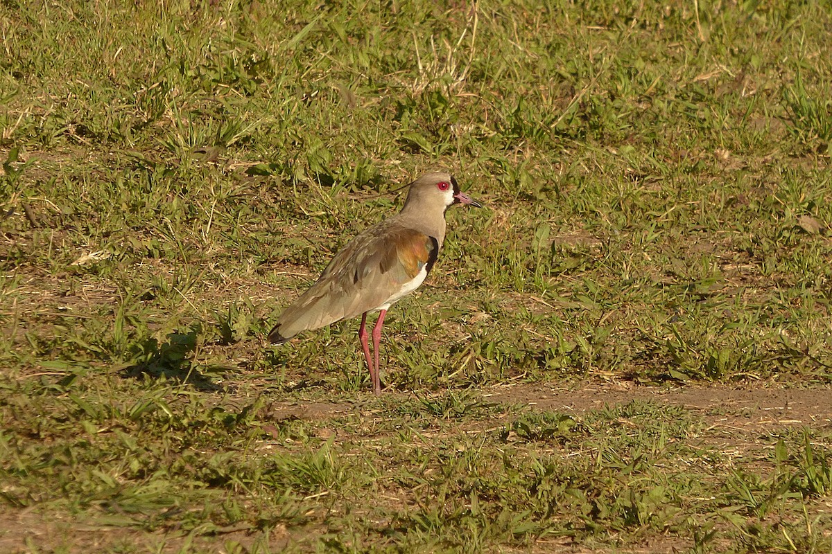 Southern Lapwing - ML286541551