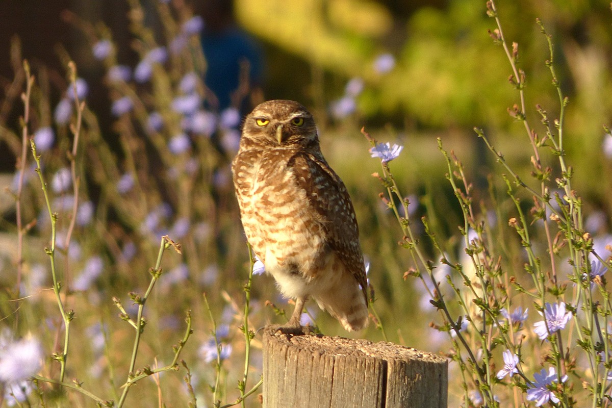 Burrowing Owl - ML286541601