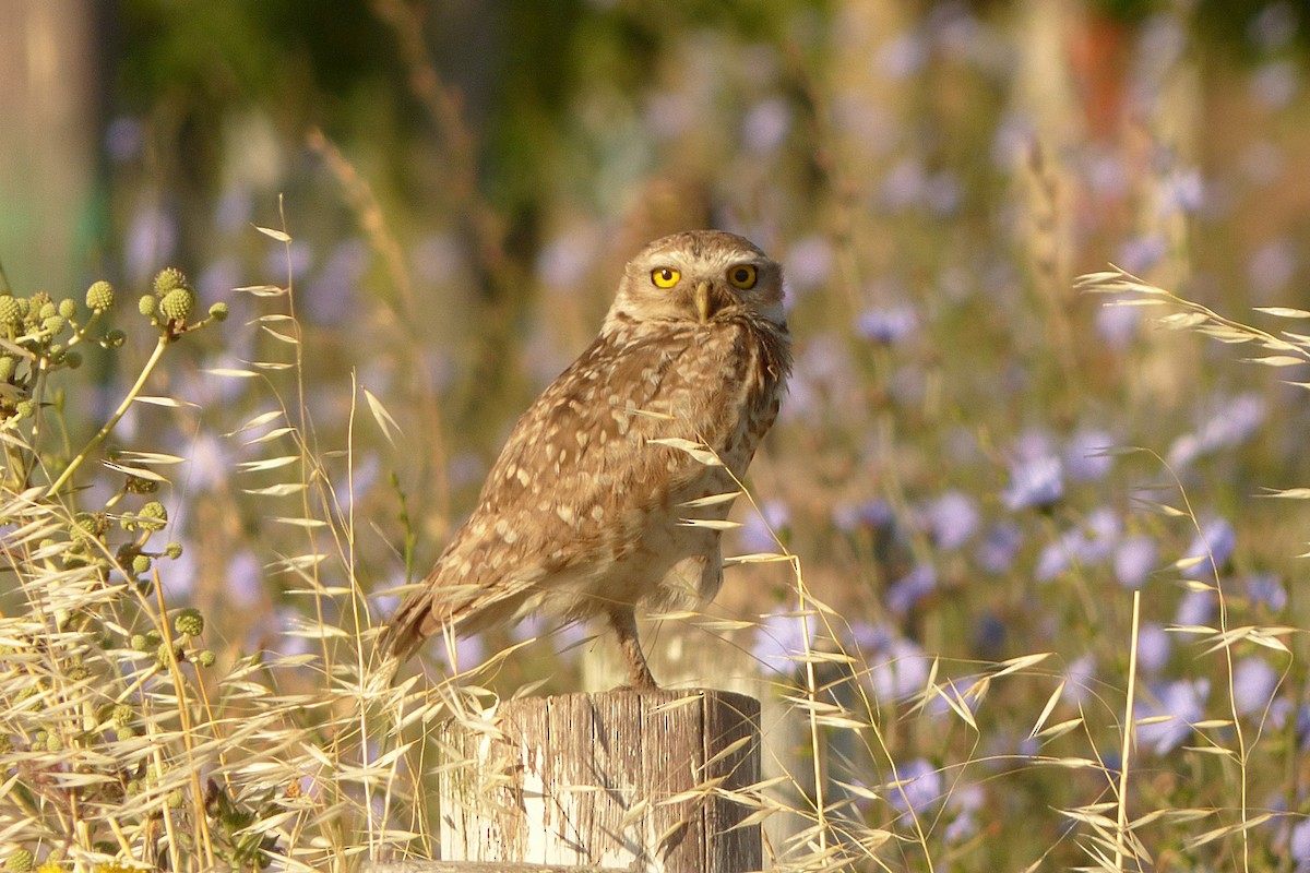 Burrowing Owl - ML286541611