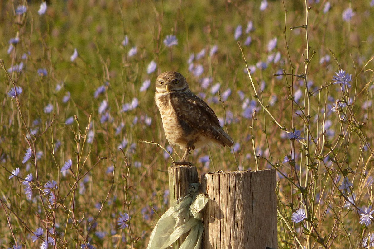 Burrowing Owl - ML286541621