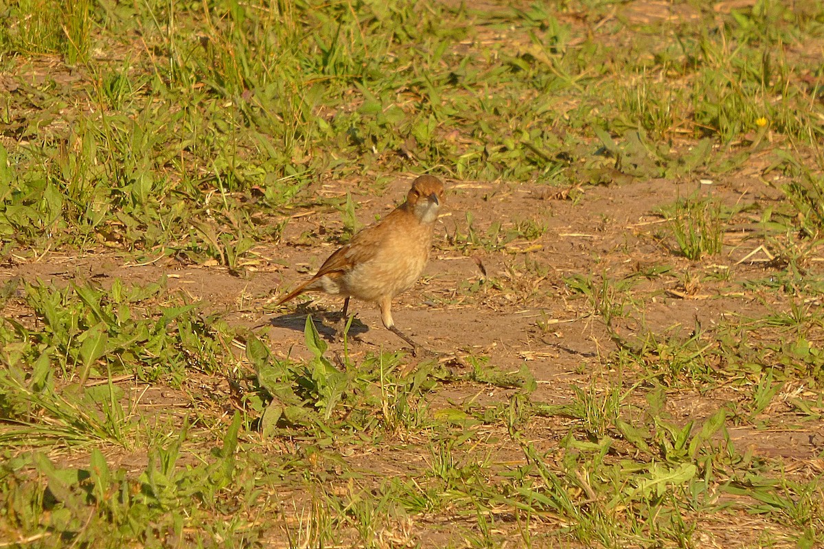 Rufous Hornero - Carlos Agulian